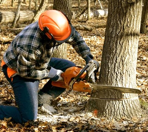 Tree Removal in Bear Lake, MI